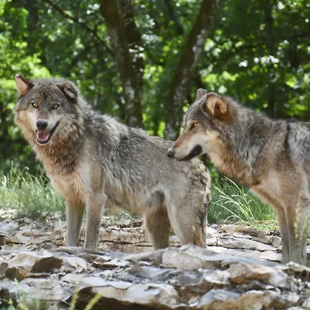 Parc Animalier De Hytte *