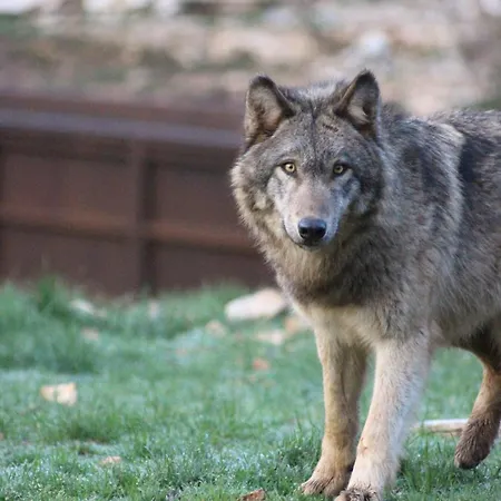 Parc Animalier De Hytte Gramat