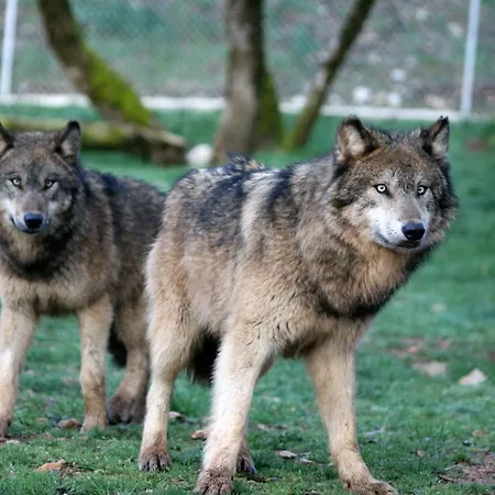 Parc Animalier De Hytte Gramat
