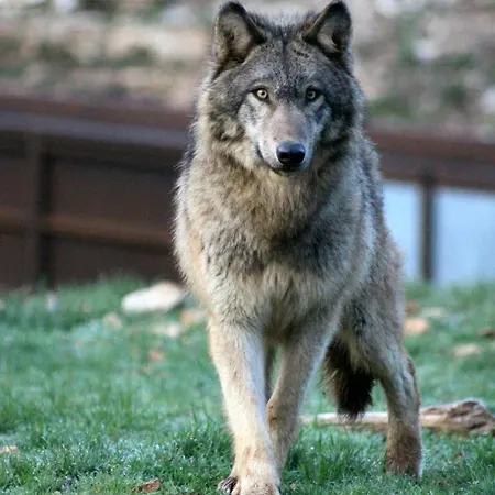 Parc Animalier De